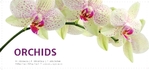 Orchids